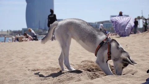 Husky digging in the sand, slow motion Stock-Footage 75690192