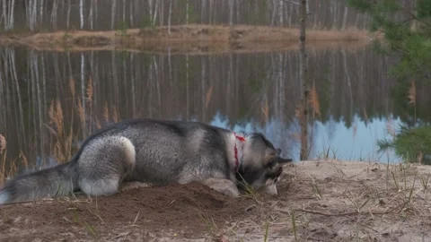 Husky digs a hole with dapami on the shore of a forest lake at sunset. Stock-Footage 182468036