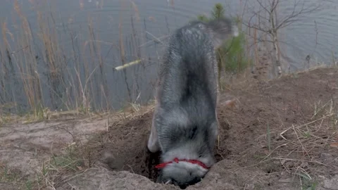 Husky digs a hole with dapami on the shore of a forest lake at sunset. Stock-Footage 182472564