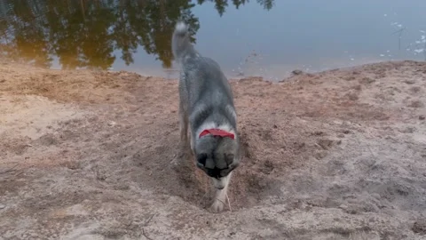 Husky digs a hole with dapami on the shore of a forest lake at sunset. Stock-Footage 182482782