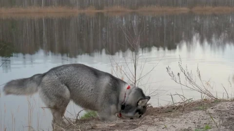 Husky digs a hole with dapami on the shore of a forest lake at sunset. 스톡 동영상 182517437