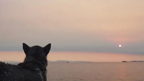 Husky dog at the beach looking at the sunset. Slow motion. Stock Footage 161006203