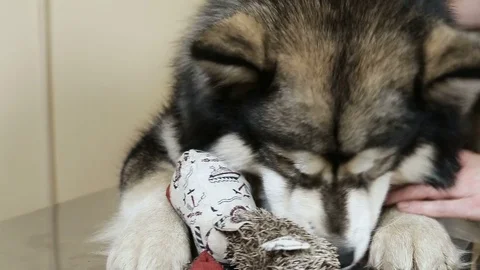 Husky dog bites toy Stock Footage 82505106