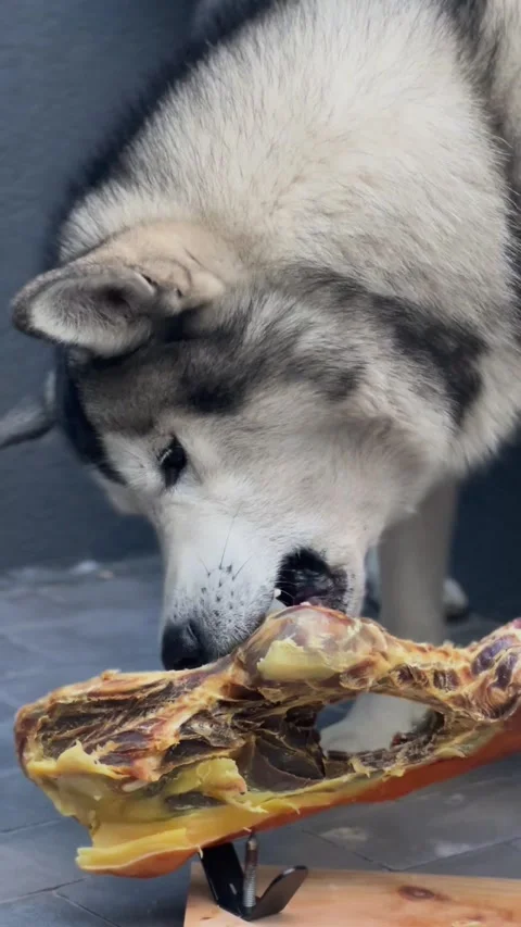Husky dog biting a large cured ham leg on a wooden board Stock-Footage 348731382