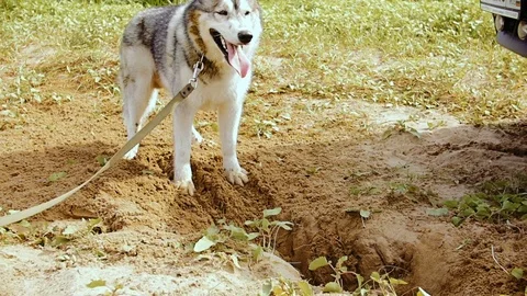 The Husky dog digs a large pit in the sand. Stock Footage 80271425