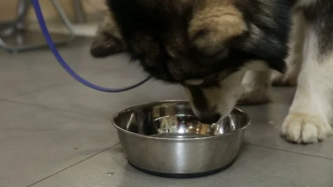 A Husky dog eats from a bowl Stock Footage 82504944