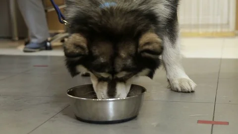A Husky dog eats from a bowl Stock Footage 82504982