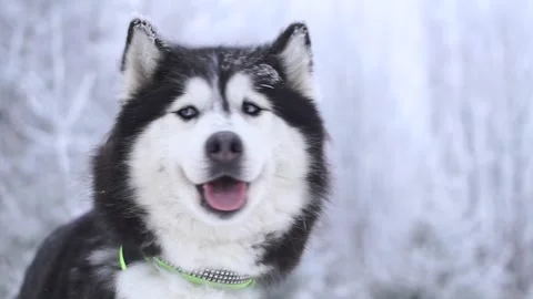 Husky dog face close-up in winter in a frosty forest Stock Footage 101343480