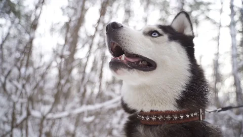 Husky dog face Stock Footage 128197369
