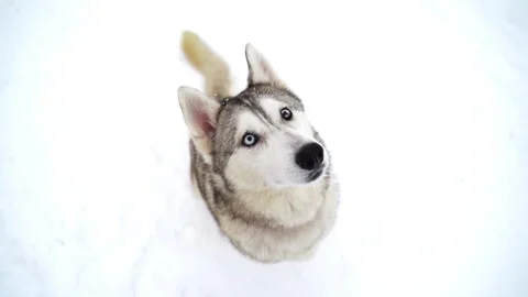 Husky dog ​​face with multi-colored eyes similar to a wolf close-up in winter Stock Footage 300887243