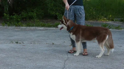 Husky dog Stock Footage 25234869