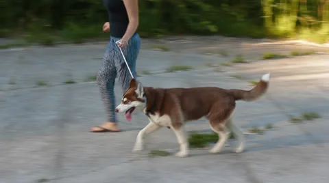 Husky dog Stock Footage 25235105