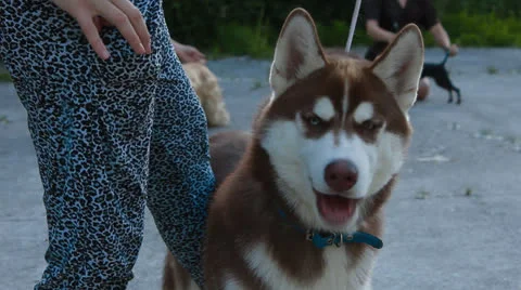 Husky dog Stock Footage 25235518