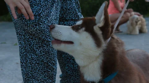 Husky dog Stock Footage 25235633