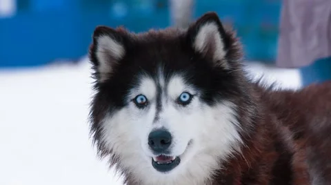 Husky dog Stock Footage 45130336