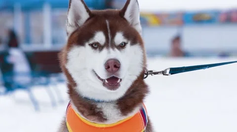 Husky dog Stock Footage 45130357