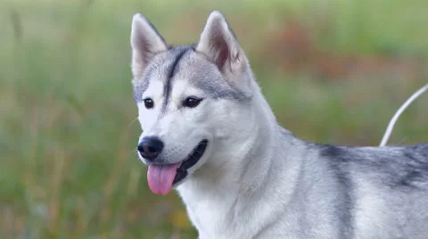 Husky dog  Stock Footage 51938487