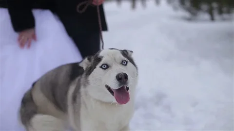 Husky dog Stock Footage