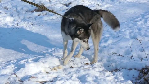 Husky dog Stock Footage 83967016
