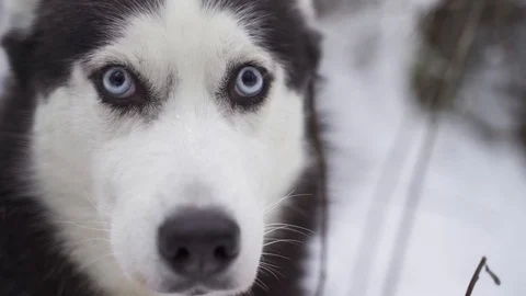 Husky dog Stock Footage 128197368