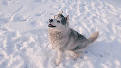Husky dog having fun playing snow 库存影片 102380881