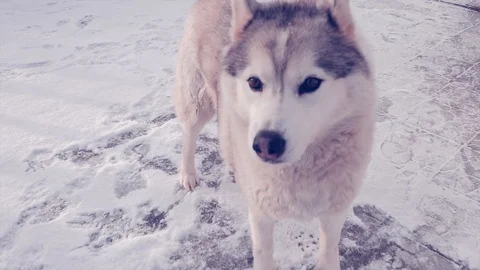 Husky dog having snow fun 库存影片 102379672
