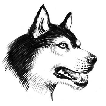 Husky dog head Stock Illustration