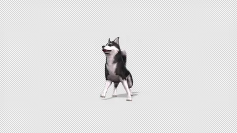 Husky dog idle Stock Footage 321816716