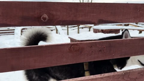 Husky dog looking directly at camera from pen, cold winter outside Video stock 263910262