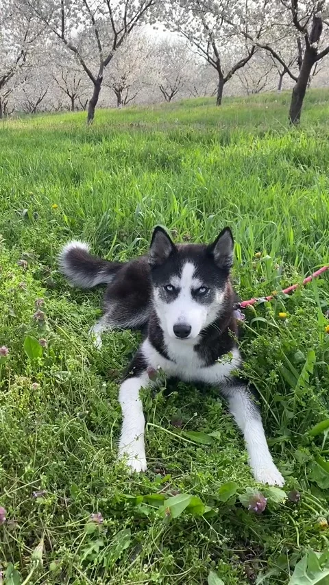A husky dog lying in a cherry tree orchard Stock Footage 263510547