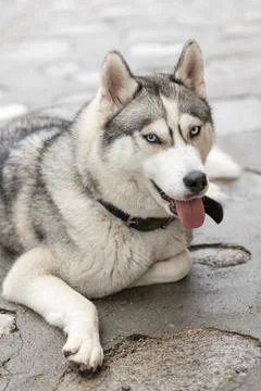 Husky dog lying down, close-up head portrait Stock Photos