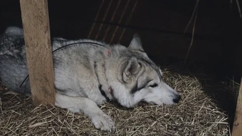 Husky dog lying on the dry grass in the booth. Stock Footage 70410363