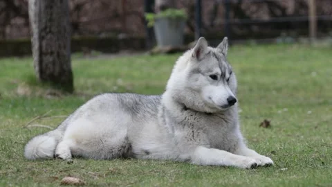 Husky dog lying on the grass and resting after a day's work. He moves his head. Stock Footage 237548014