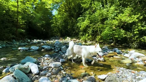 A husky dog passing by in the river Video stock 246580692
