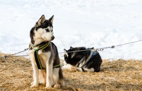 Husky dog Stock Photos