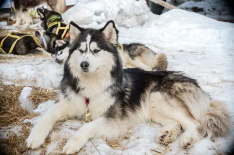 Husky dog Foto stock