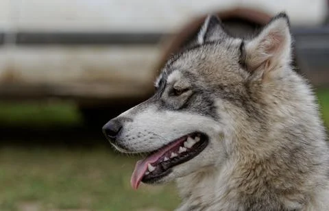 Husky dog Stock Photos