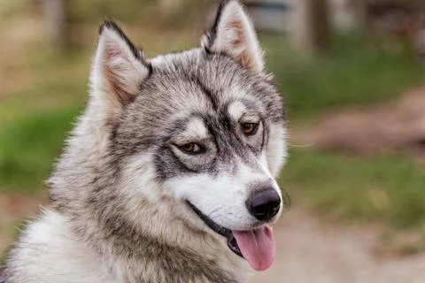 Husky dog Stock Photos