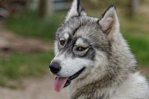Husky dog Stock Photos