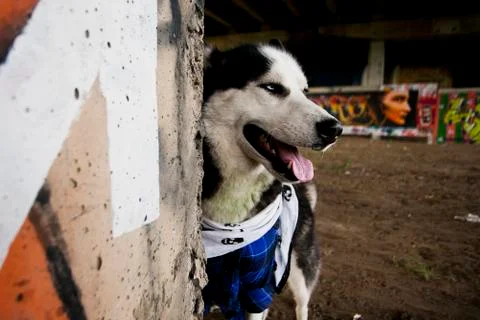 Husky dog Stock Photos