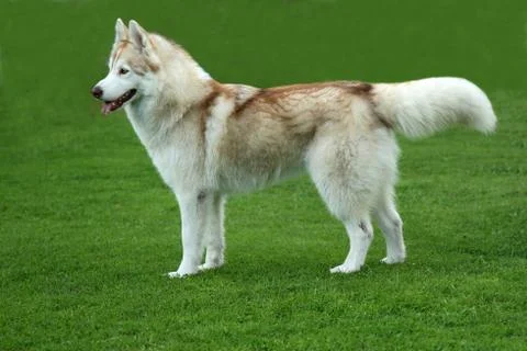 Husky Dog Stock Photos