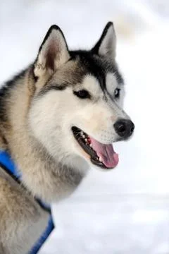 Husky dog Fotos Stock