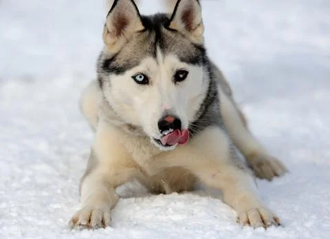 Husky dog Foto stock