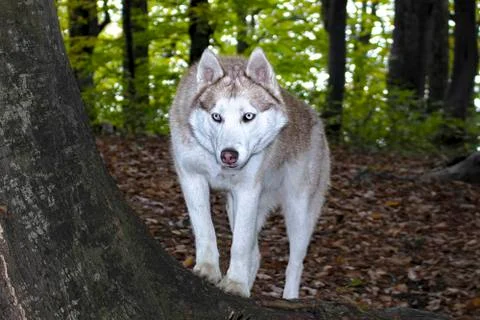 Husky dog. Stock Photos