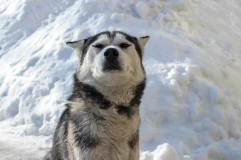 Husky dog. Stock Photos