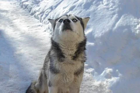 Husky dog. Stock Photos