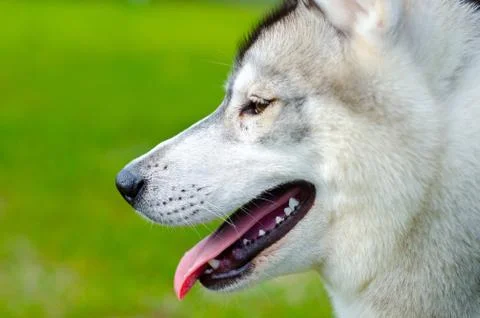 Husky dog Stock Photos