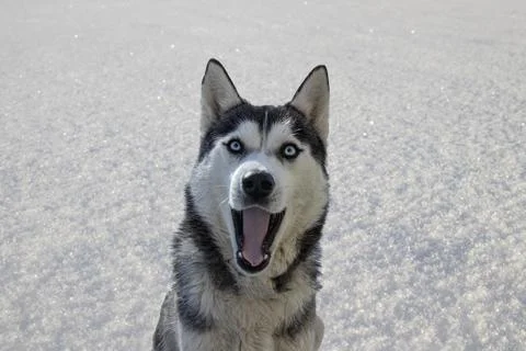 Husky dog. Stock Photos