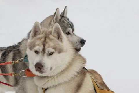 Husky dog. Stock Photos