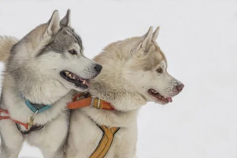 Husky dog. Stock Photos